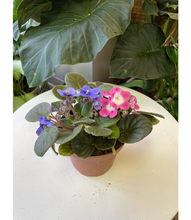 African  Violet (2 Plants) 5"