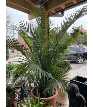 Palm-Ravenea (Majesty) 14"