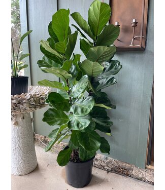 Ficus-Lyrata (Pandurata) Bush 14"