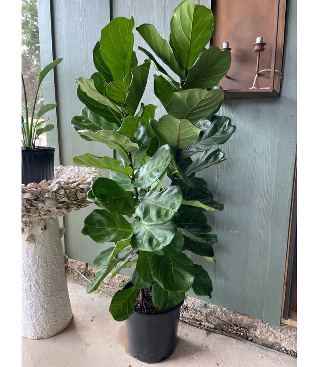 Ficus-Lyrata (Pandurata) Bush 14"