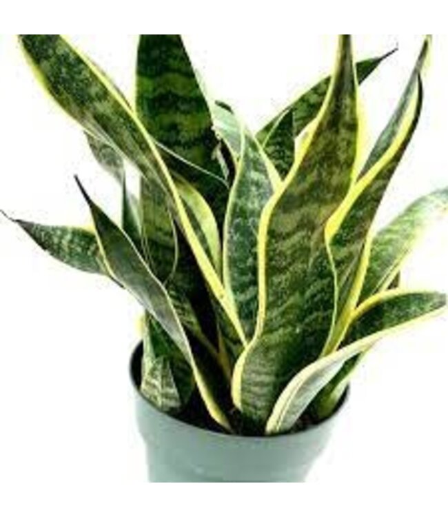 Sansevieria-Fabi 10"