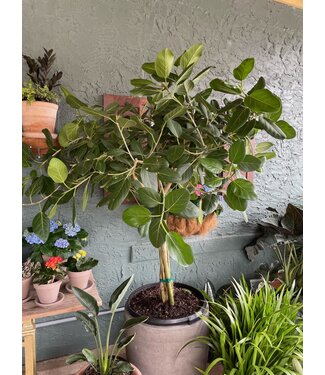 Ficus-Audrey 21" pot