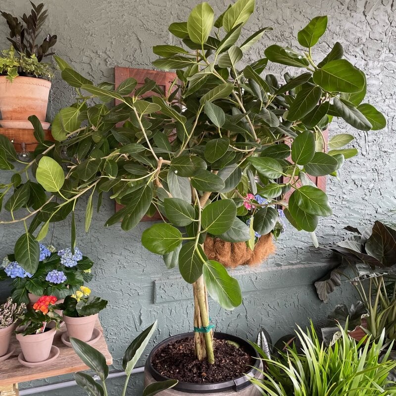 Ficus-Audrey 21" pot