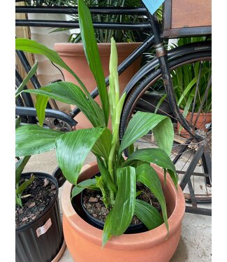 Flowering-Orchid Phaius 10"