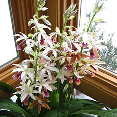 Flowering-Orchid Phaius 10"