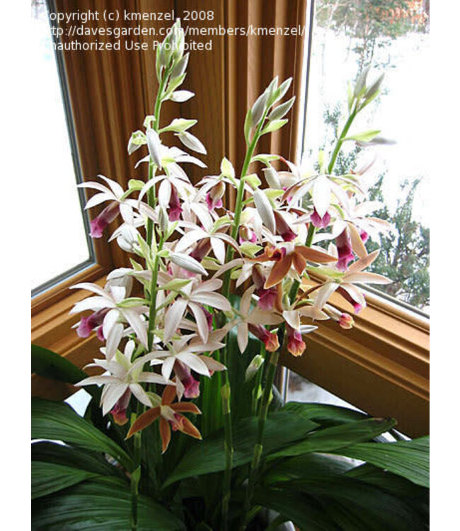 Flowering-Orchid Phaius 10"