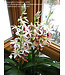 Flowering-Orchid Phaius 10"