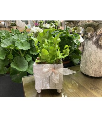 Tarragona Square Planter 4"x 4.75" with crispy fern