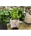 Tarragona Square Planter 4"x 4.75" with crispy fern