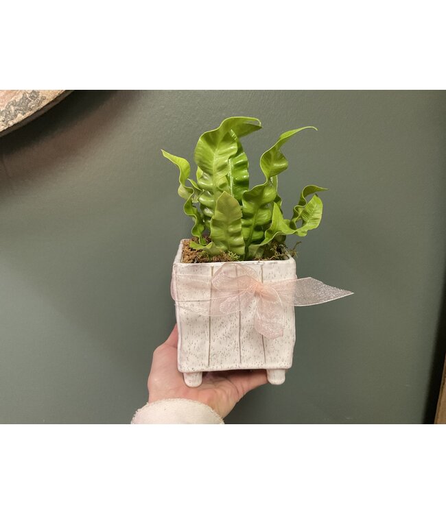 Tarragona Square Planter 4"x 4.75" with crispy fern