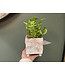 Tarragona Square Planter 4"x 4.75" with crispy fern