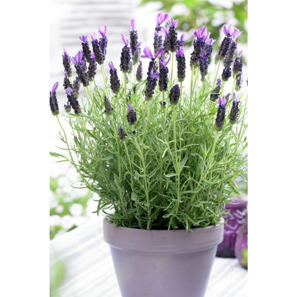Lavender Anouk 1gal