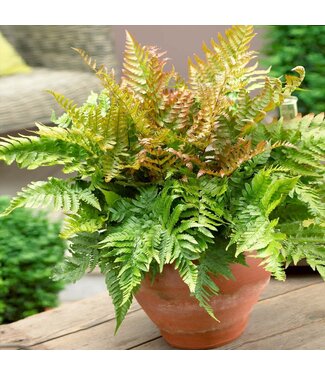 Fern Autumn Brilliance 1gal
