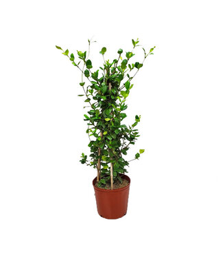 Confederate Jasmine "Staked" 3G