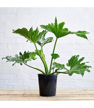 Philodendron - Split Leaf 3G