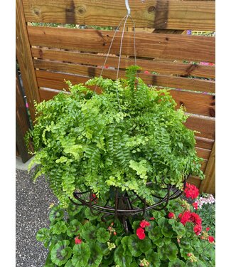 Pom Pom Fern 'Dallas' HB 10"