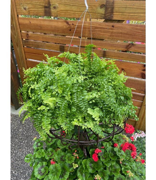 Pom Pom Fern 'Dallas' HB 10"