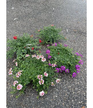 Trailing Verbena Asst PW 1Q