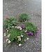 Trailing Verbena Asst PW 1Q