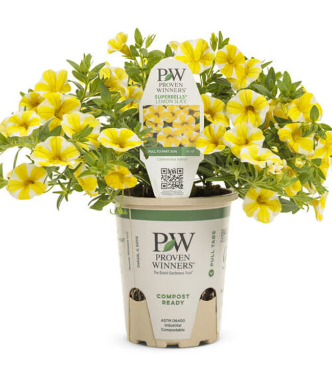 Calibrachoa Lemon Slice PW Qt