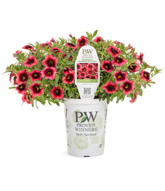 Calibrachoa Watermelon Punch PW 1Qt