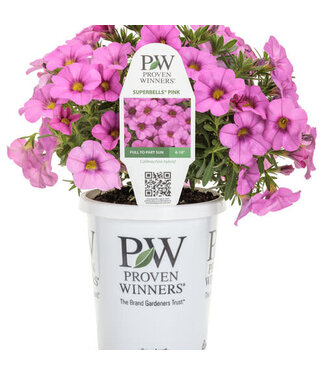 Calibrachoa Pink PW Qt