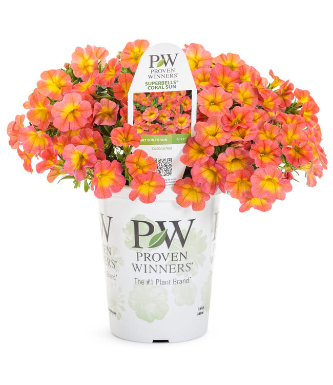 Calibrachoa Coral sun PW Qt