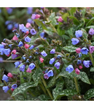Proven Winner Pulmonaria "Pink-A-Blue" PW 1gal