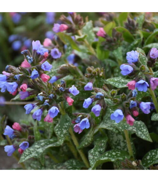 Proven Winner Pulmonaria "Pink-A-Blue" PW 1gal