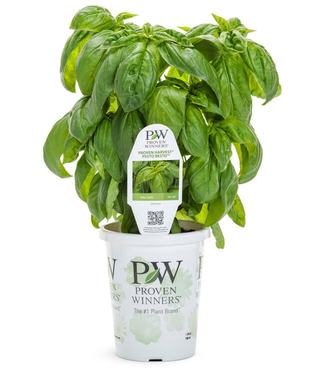 Herb Basil 'Pesto Besto' 1Q