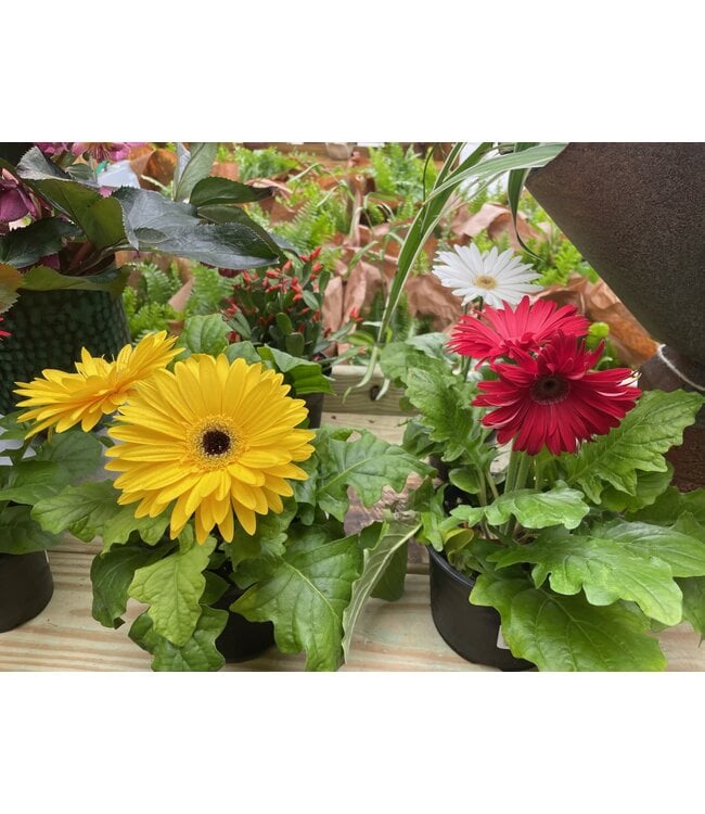 Gerbera Assorted 6"