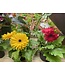 Gerbera Assorted 6"