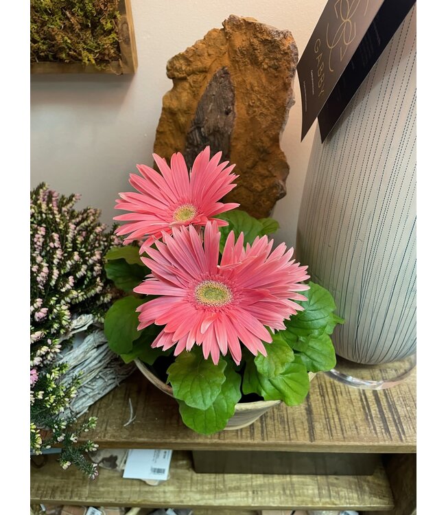 Gerbera Assorted 6"