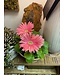 Gerbera Assorted 6"