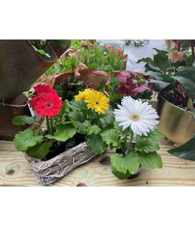 Gerbera Assorted 4.5"