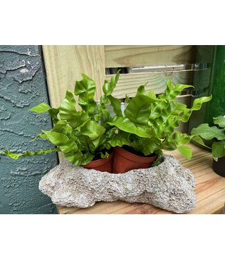 Crispy Fern 4"