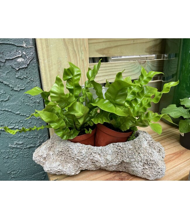 Crispy Fern 4"