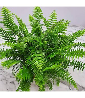 Fern Macho 10"