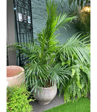 Palm-Ravenea (Majesty) 10" large