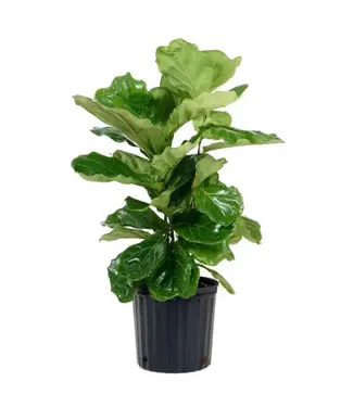 Ficus-Lyrata (Pandurata) Bush 10"
