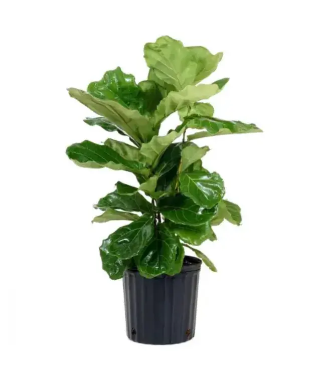 Ficus-Lyrata (Pandurata) Bush 10"