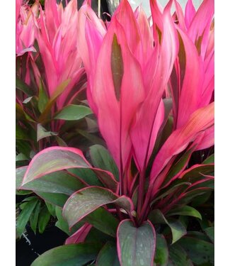 Dracaena-Cordyline Maria 10"