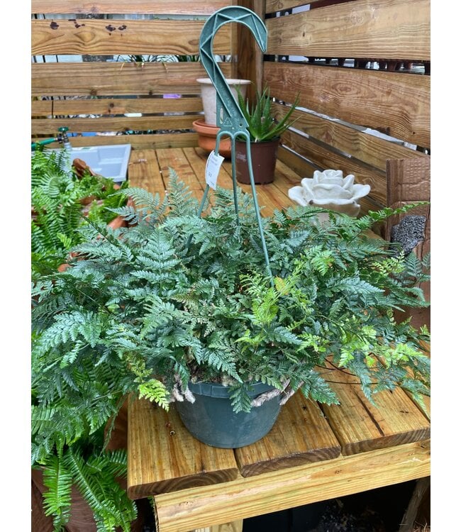 HB-Fern Rabbit's Foot 8"