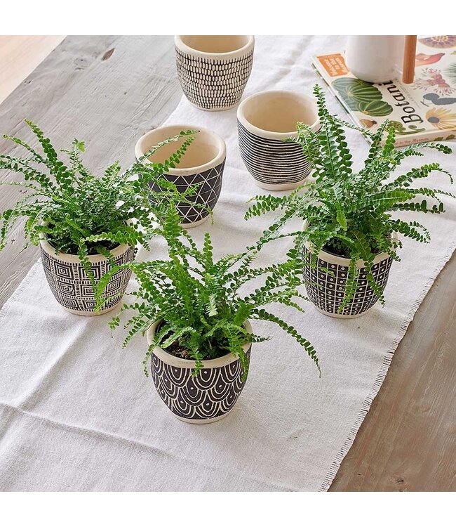 Lemon Button Fern 4"