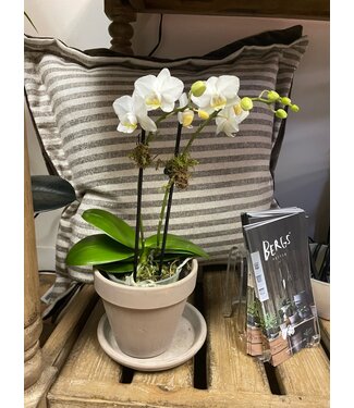 Flowering- Orchid Phalaenopsis Double S 5"