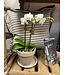 Flowering- Orchid Phalaenopsis Double S 5"