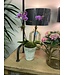 Flowering- Orchid Phalaenopsis Double S 5"