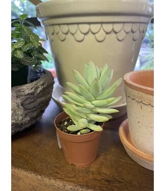 Sedum Succulent  2"