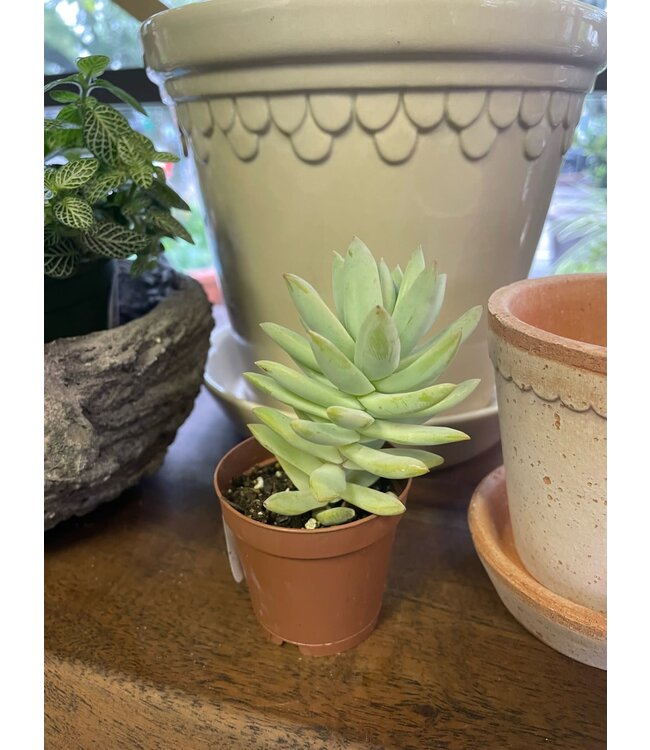 Sedum Succulent  2"