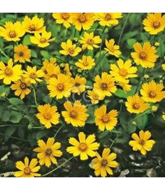 Coreopsis Auriculata Nana Qt